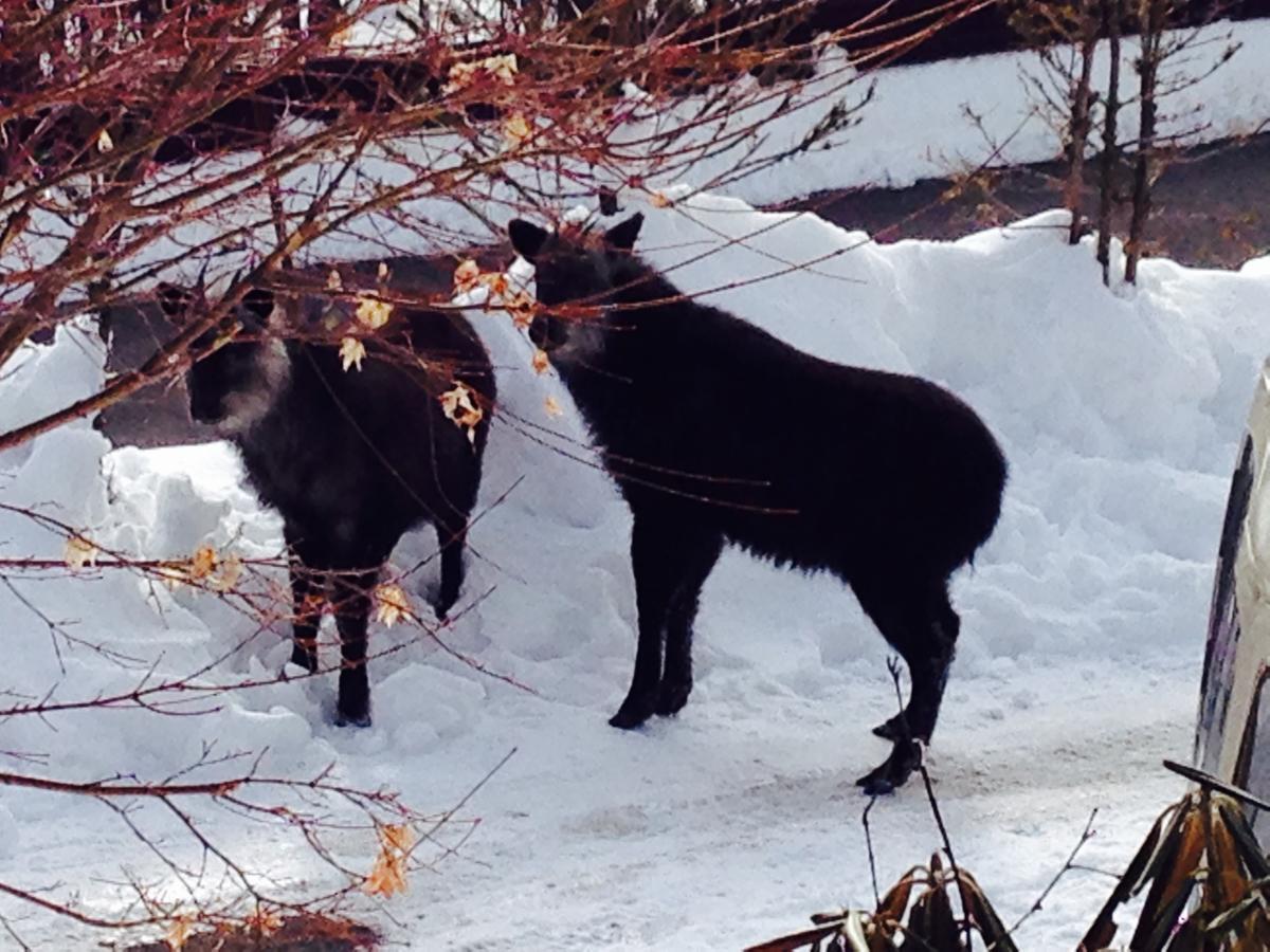 Hotel Andermatt Nagawa Luaran gambar